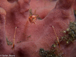 Shrimp in a sponge, taken with canon G12 and UCL165 by Beate Seiler 